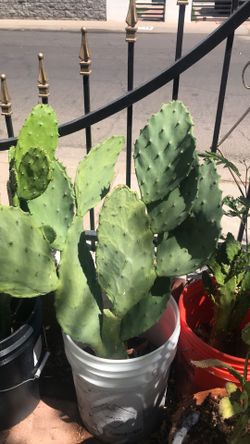 Cactus Nopal