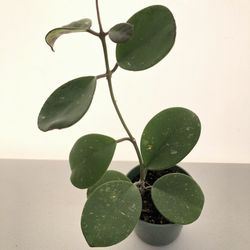 Hoya Obovata Splash