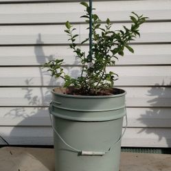 North Country Blueberry Plant 