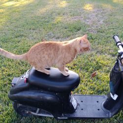 Razor Scooter For Kids With Helmet 15mph New Batteries 