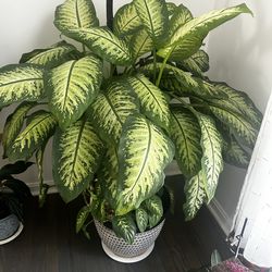 Large house plant