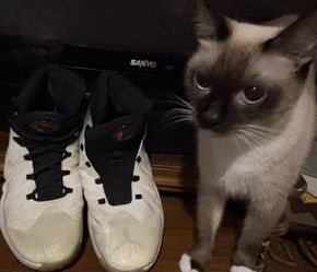 $8 Nike Air Jordan XXX  Men’s Size 10.5 Previously Owned 