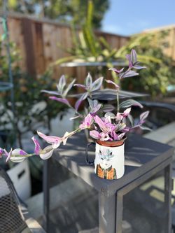 Tradescantia In Pot With The Cup