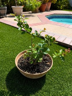 🌸 Potted Crape Myrtle for Sale 🌸