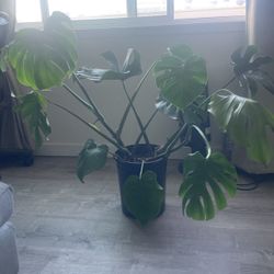 Monstera Plant $70