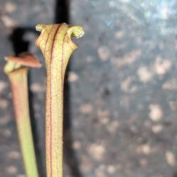 Sarracenia - Carnivorous Pitcher Plants
