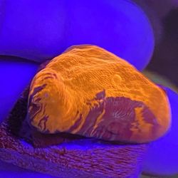 Deadpool Chalice Coral 