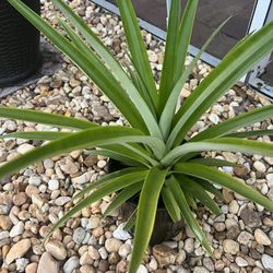 Big Pineapple Plant 🪴 
