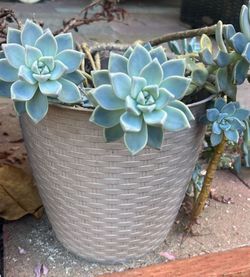 Beautiful Growing Succulent with Nice Vase - Like New!