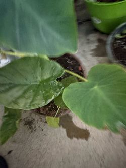 Elephant Ear Young plants