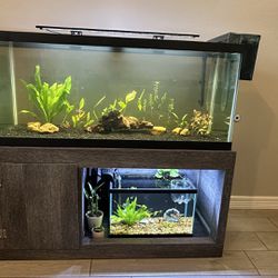 75 And 10 Gallons  And Stand 