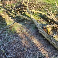 Free Unseasoned Firewood