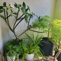 Plumeria Tree with Aeonium Arboreum Succulents