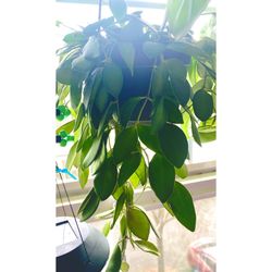 Hoya Bilobata Plant Semi-rooted Cuttings 