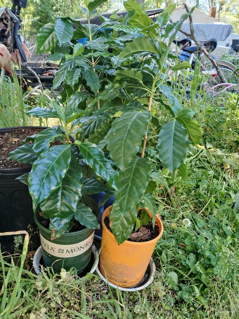 Arabica Coffee Plants 