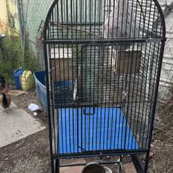 Bird Cage