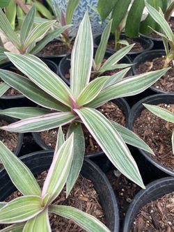 Variegated Oyster Plant