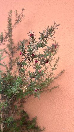 New Zealand Tea Tree