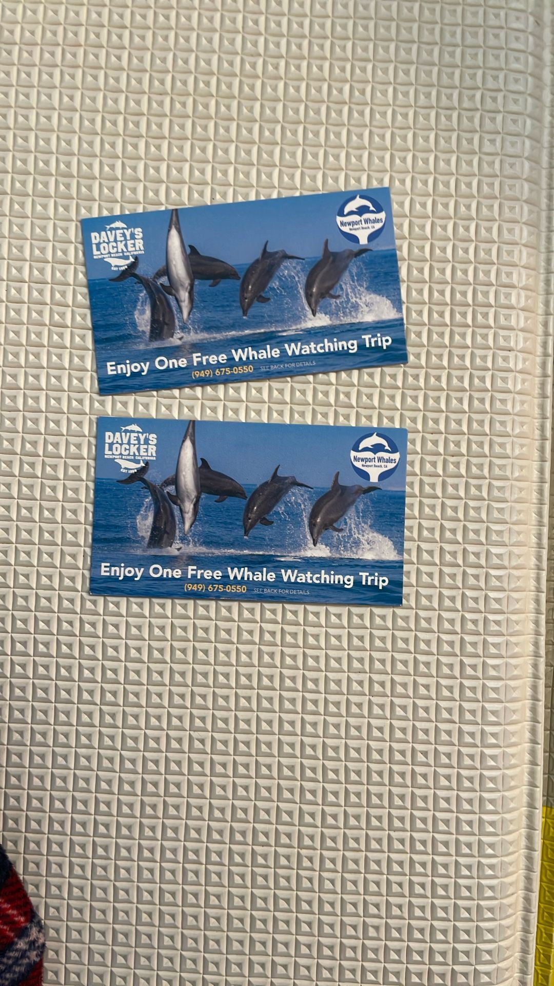 Whale Watching Vouchers - Davey's Locker - Save up to $50 Each! π₯