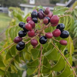 2 Curry Patta Seeds, Curry Leaves 100% Organic Freshly Hand Plucked Ready To Plant. Guaranteed Growth. 