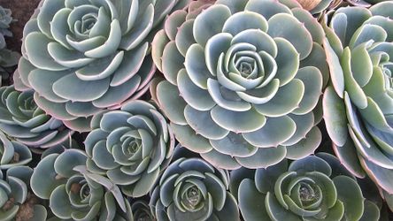 Succulents