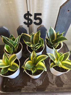 Snake plants