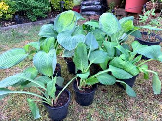 Hosta plant $5 Each