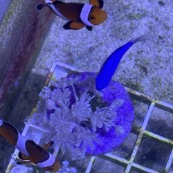 Pair Of Clown Fish Toys