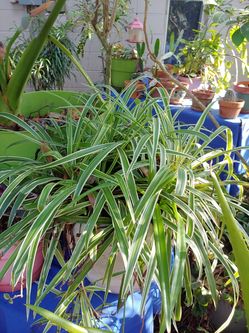 Spider big pot plant