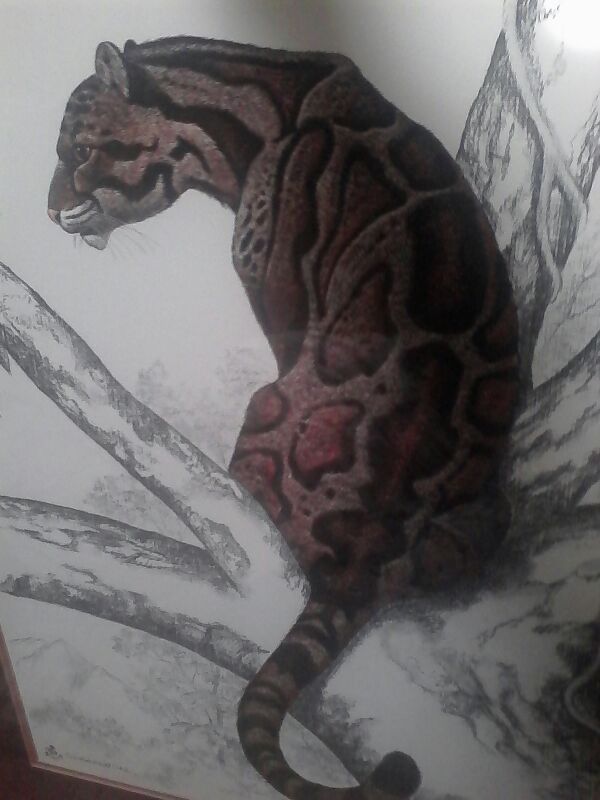 "Clouded Leopard" watercolor print by artist Rama Samaraweera