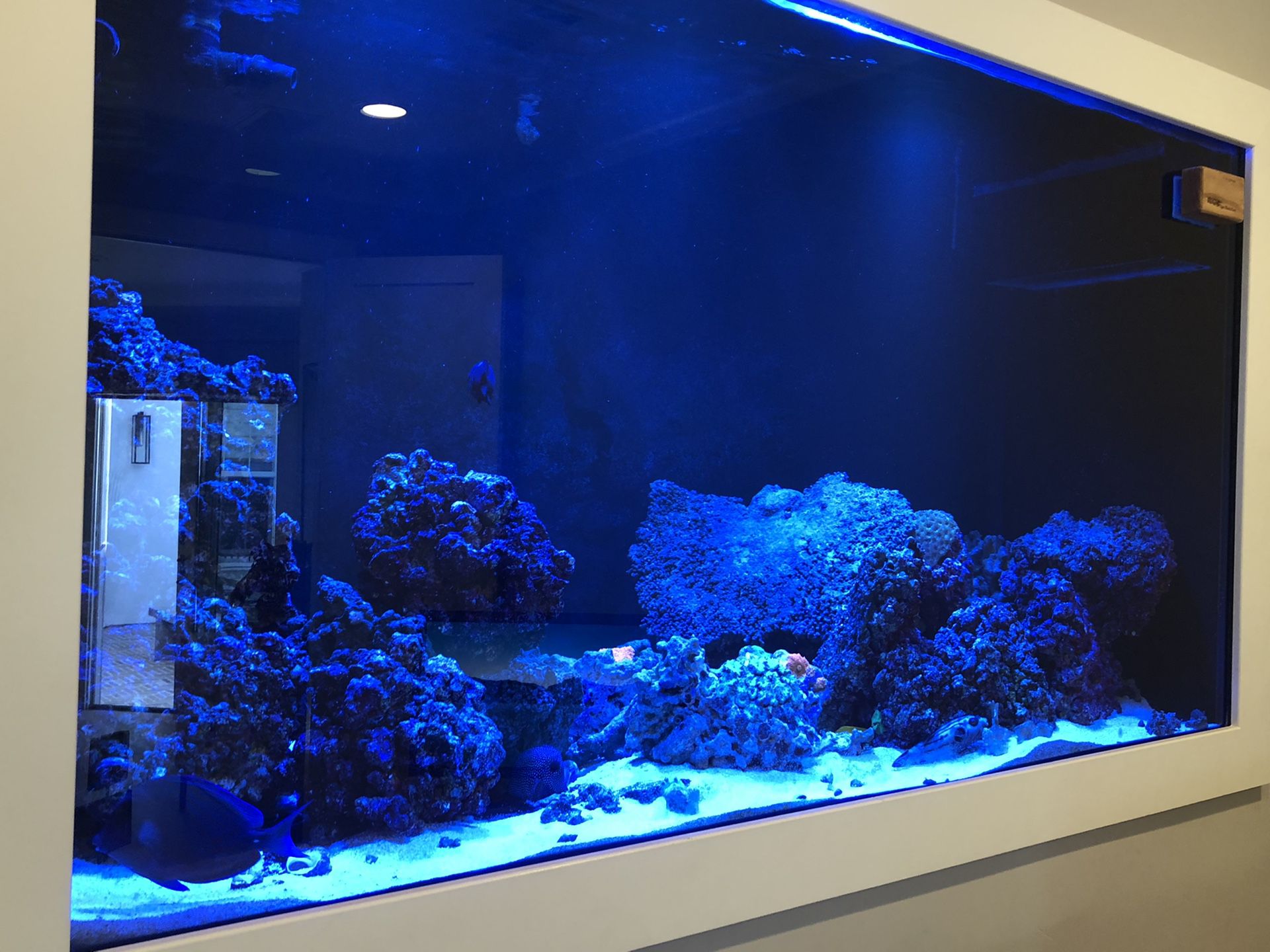 400 gallon custom salt water fish tank-no fish or coral