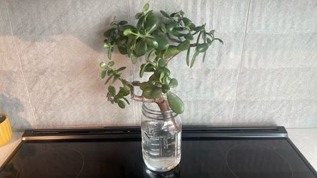 Jade tree clipping- free