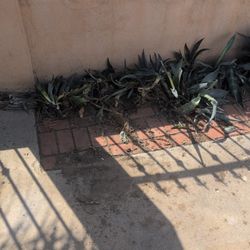 American Agave Cactus Pups