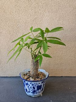 Money Tree in Ceramic