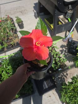 Hibiscus Plant