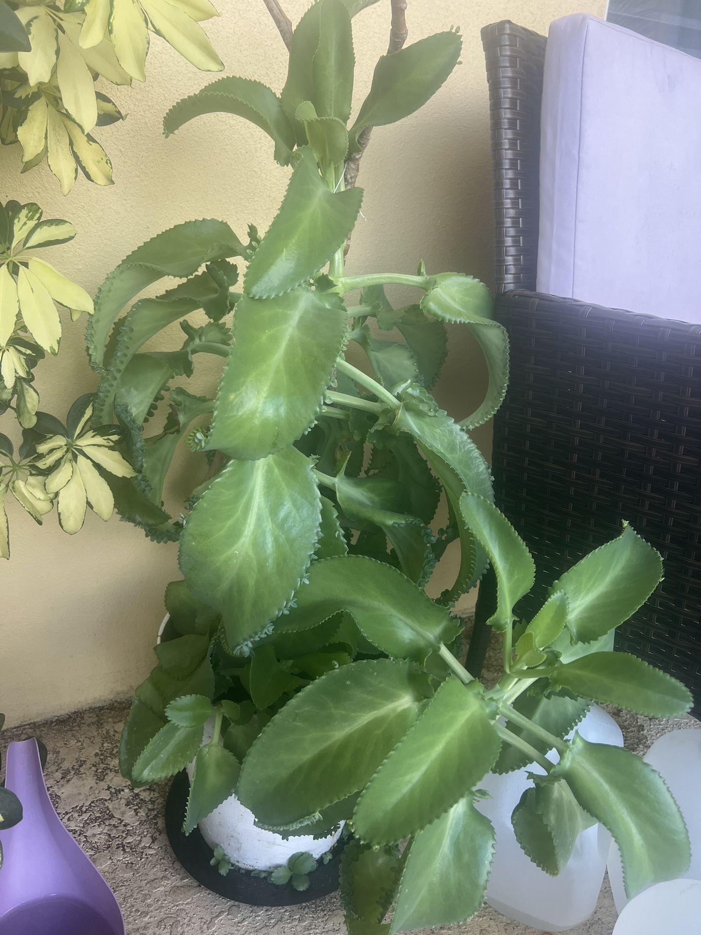 Large Mother Of Thousand Plant