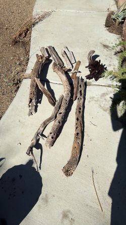 Driftwood for sale