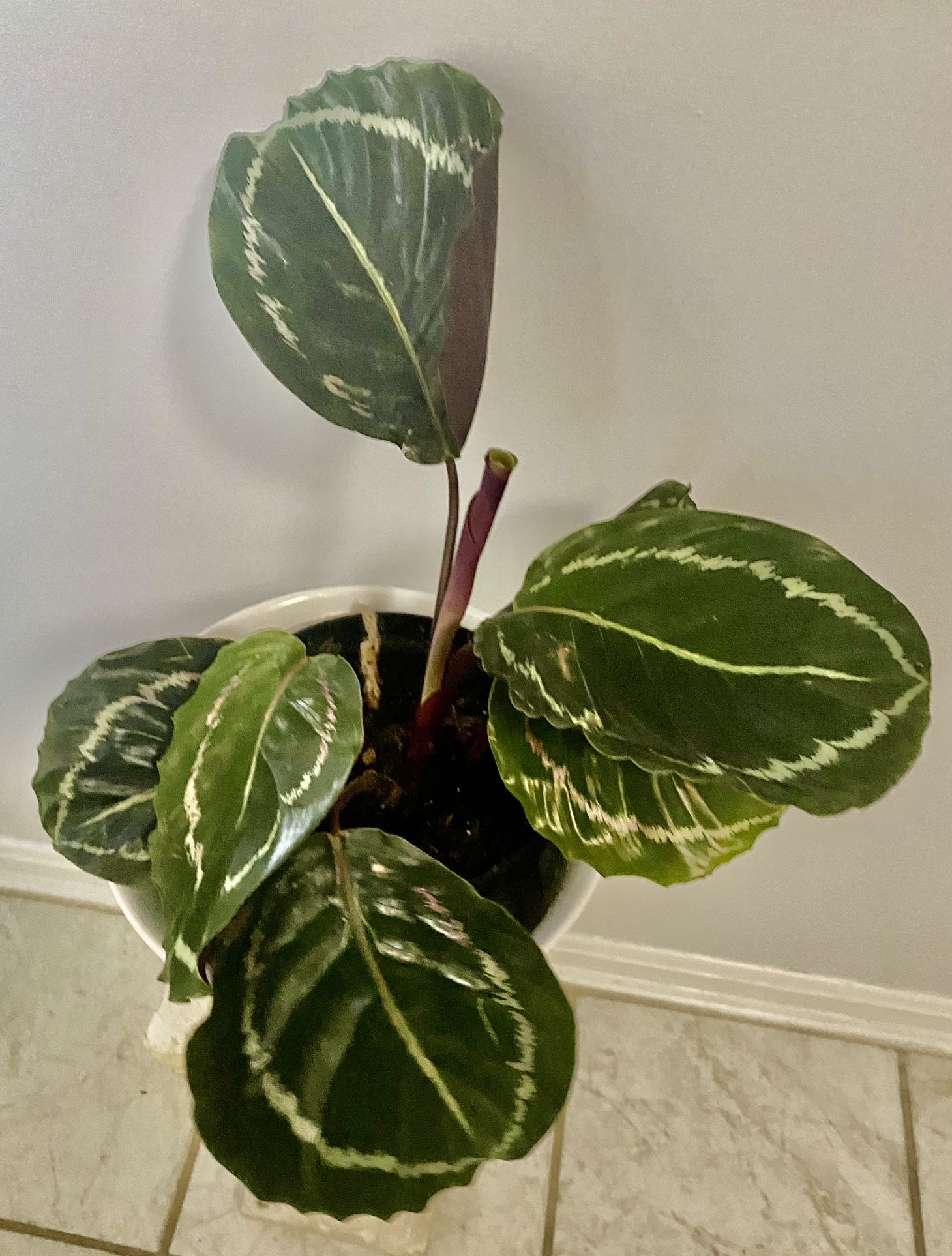 calathea alive plant with gorgeous white ceramic  pot