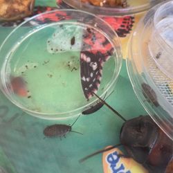 Baby Madagascar Hissing Roaches