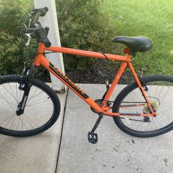 Adult Bike