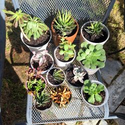 Succulents 