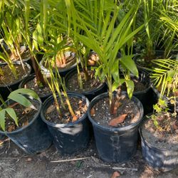 King Palm