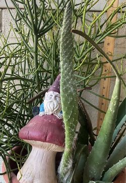 Gnome plants