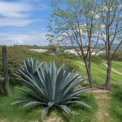 Large Agave Plant Available 5-6 Ft. Luxurious Landscape OR Commercial PROPERTY