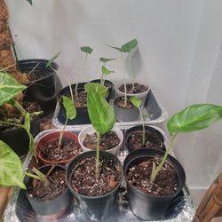 Alocasia Regal Shield Starter Plants