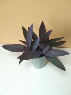 Purple Queen Plant/ Indoor Plant/ House Plant Flower Patio Garden