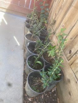 Olive trees, 1 foot tall $10 each Olive trees, 1 foot tall $10 each