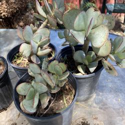 Succulents 