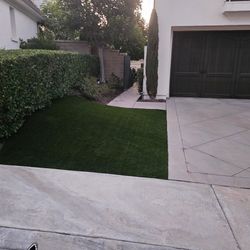 Turf Grass