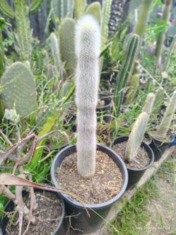 Old man cactus plant